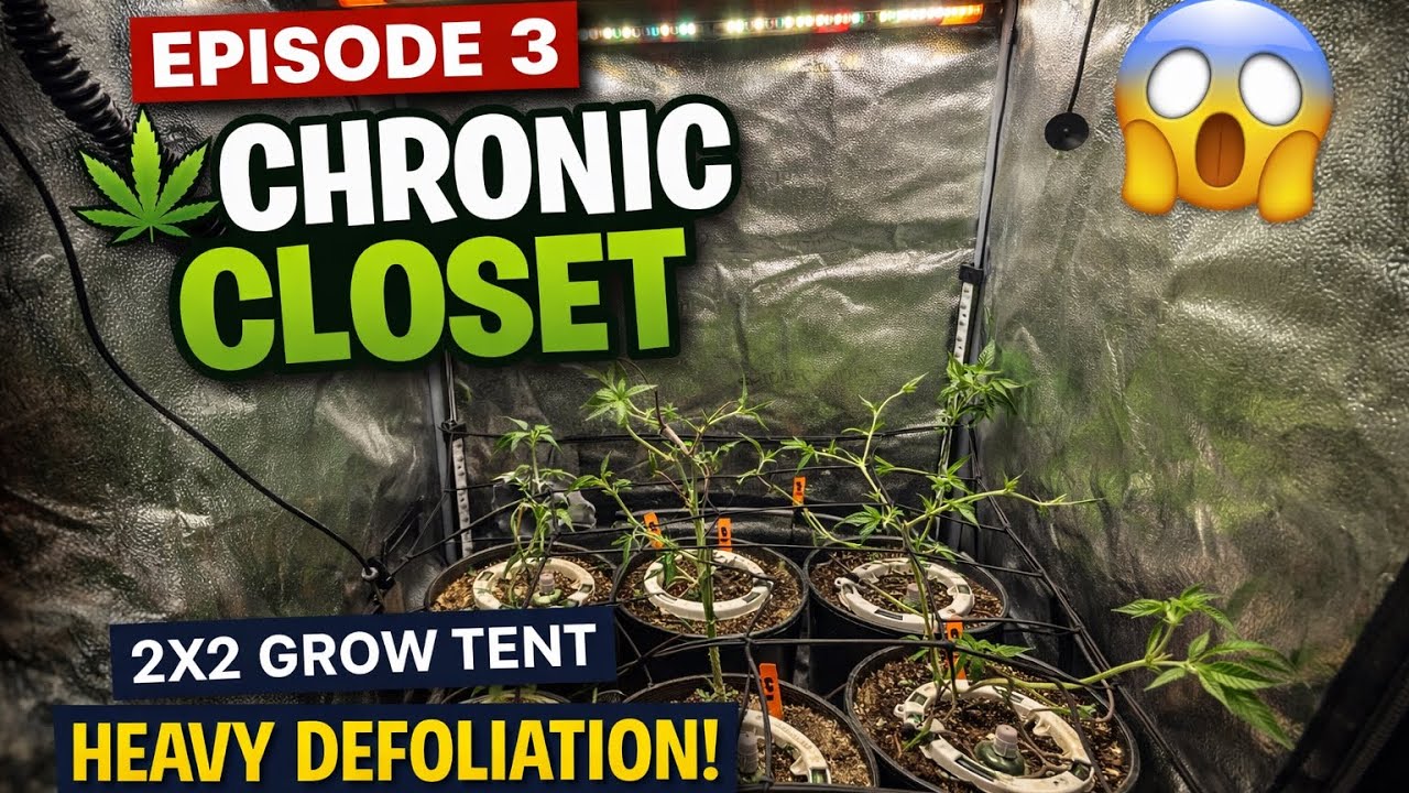 I Stripped My 2x2 Bare… Will Yields Explode? | Chronic Closet Ep.3 ...