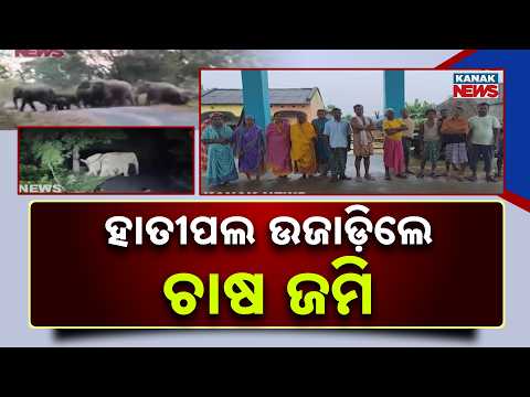 ହାତୀପଲ ଉଜାଡ଼ିଲେ ଚାଷ ଜମି | Elephant Herd Destroys Paddy Fields in Angul | Farmers Worried