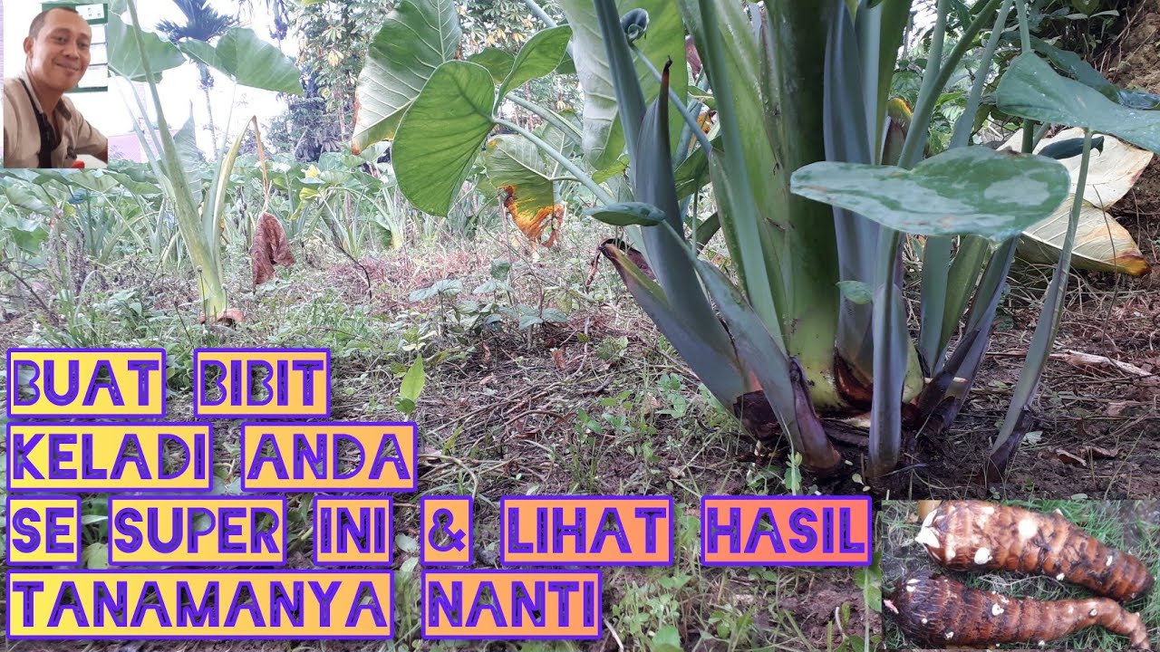 cara membuat bibit keladi mbote berkualitas, batang besar, sehat,How to make quality taro seeds DIY