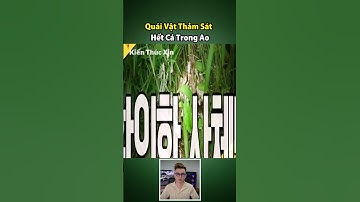 Quái vật thảm sát hết cá trong ao #shorts