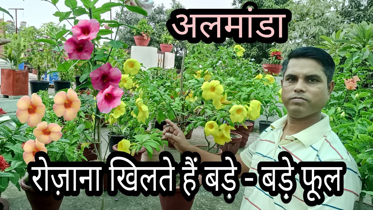 Allamanda flower care