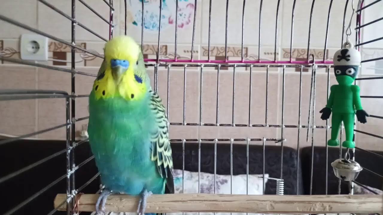 muhabbet kuşu sesi, muhabbet kuşu çağırma sesi, muhabbet kuşu çiftleşme sesi,