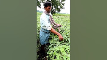 Pointed Gourd Harvesting #shorts