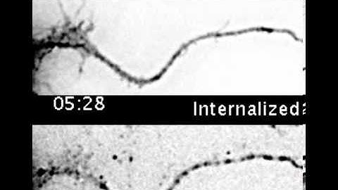Unidirectional Transport of Internalized BACE1 in Dendrites - Buggia-Prevot et al. Cell Reports 2013