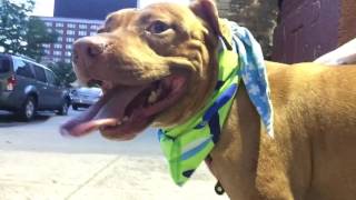 HOOCH A1085209 3 y/o male on MACC At Risk List
