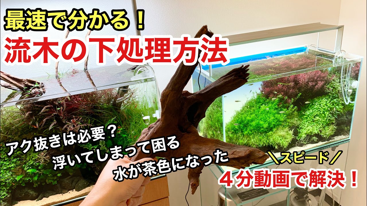 最速で分かる！水草水槽流木の下処理方法ネイチャーアクアリウムの作り方、水草水槽初心者、特約店、水景、アクアリウム、水草レイアウト、アク抜き、熱帯魚水槽、ホーンウッド、スマトラウッド