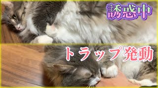 百発百中の罠を仕掛ける猫 ノルウェージャンフォレストキャット Cat to set a trap