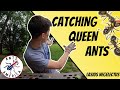 How to Catch Queen Ants | SO MANY QUEENS!