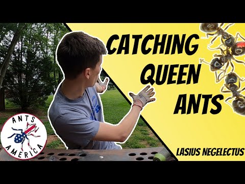 How to Catch Queen Ants | SO MANY QUEENS!