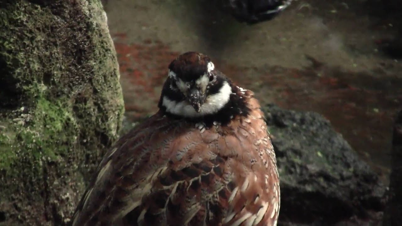 Crested Francolin (Francolinus sephaena) / Schopffrankolin [3] 