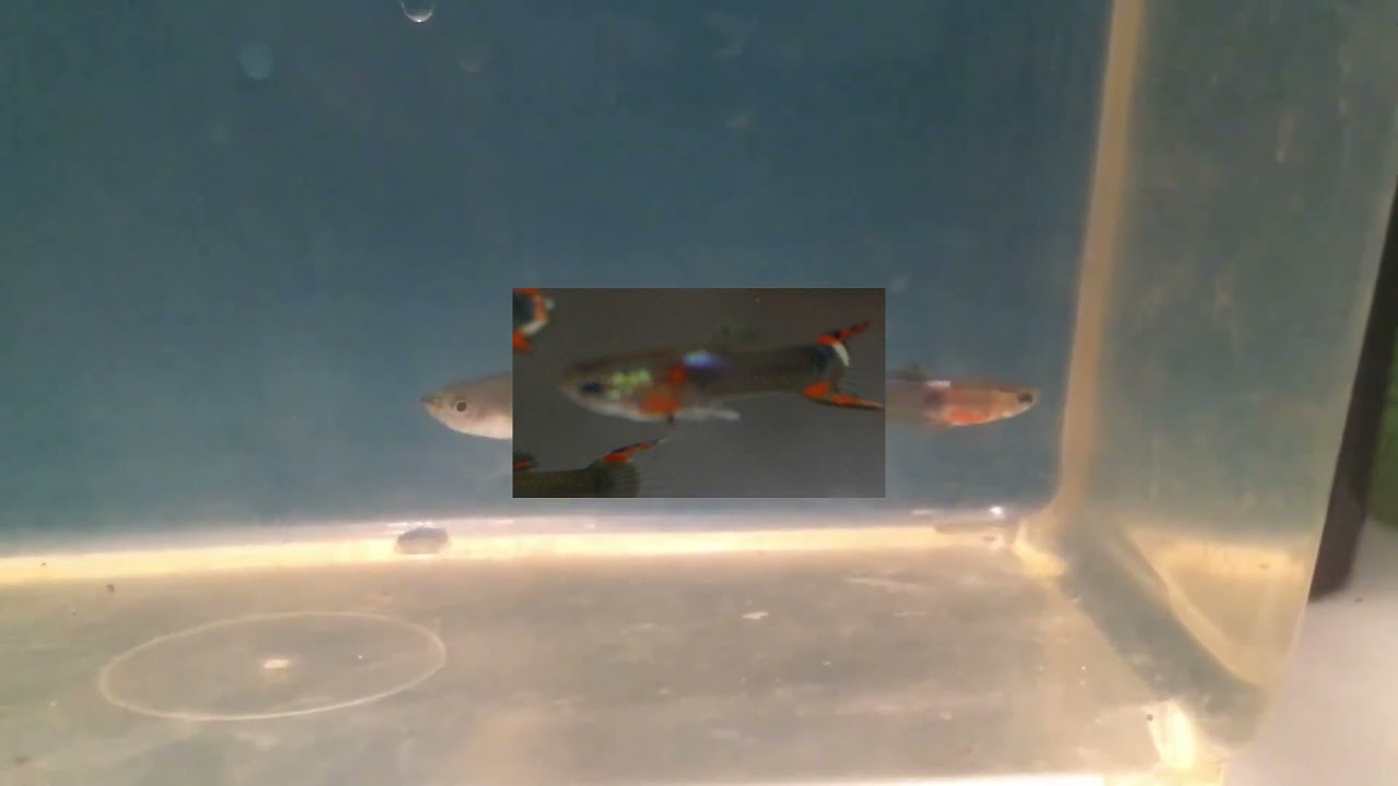 Differences between a late and a normal sized tuxedo endler male