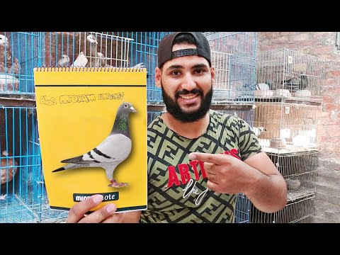 الكراسه الصفرا لغاوي الحمام