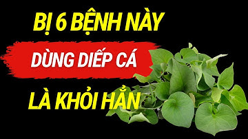 BẤT NGỜ 6 LợI Ích  THẦN KỲ của Rau DIẾP CÁ ChỮA được 6 Căn Bệnh Thường Gặp nhất