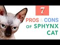 7 Pros & Cons Before Bringing a Sphynx Cat Home
