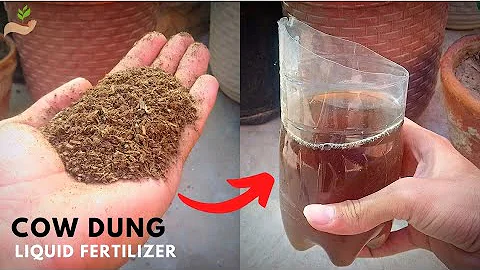 How to Make A Liquid Fertilizer From Cow Dung? - Pure Greeny.