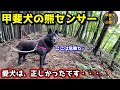 山登り中に発揮する甲斐犬の熊センサーが凄すぎた【ツキノワグマ】【甲斐犬と登山：御岳山編　第３話】