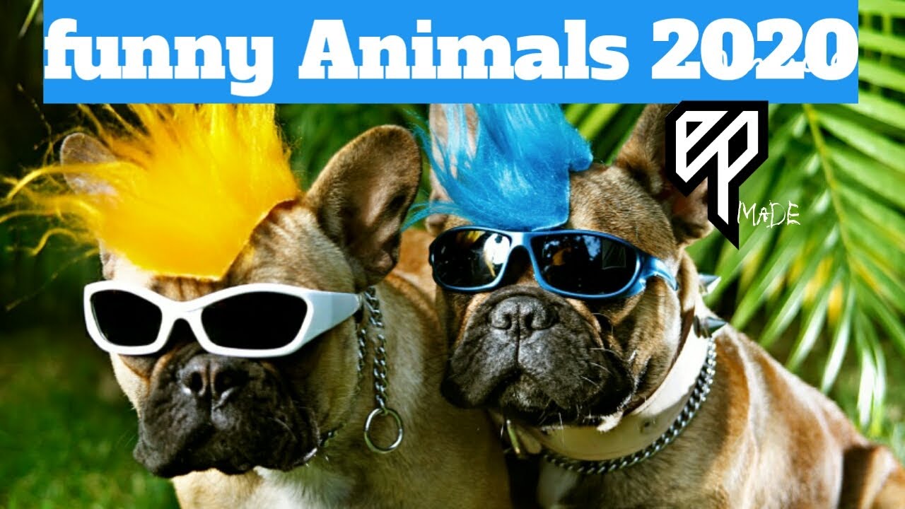 funny animal videos(2020) try not to laugh YouTube