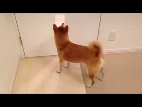 柴犬 しっぽ ブンブン Shiba Inu Youtube