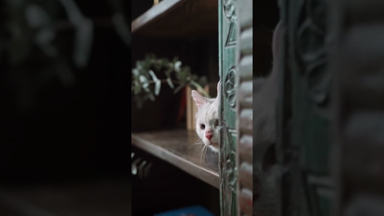 Furballs of laughter!😸🐾