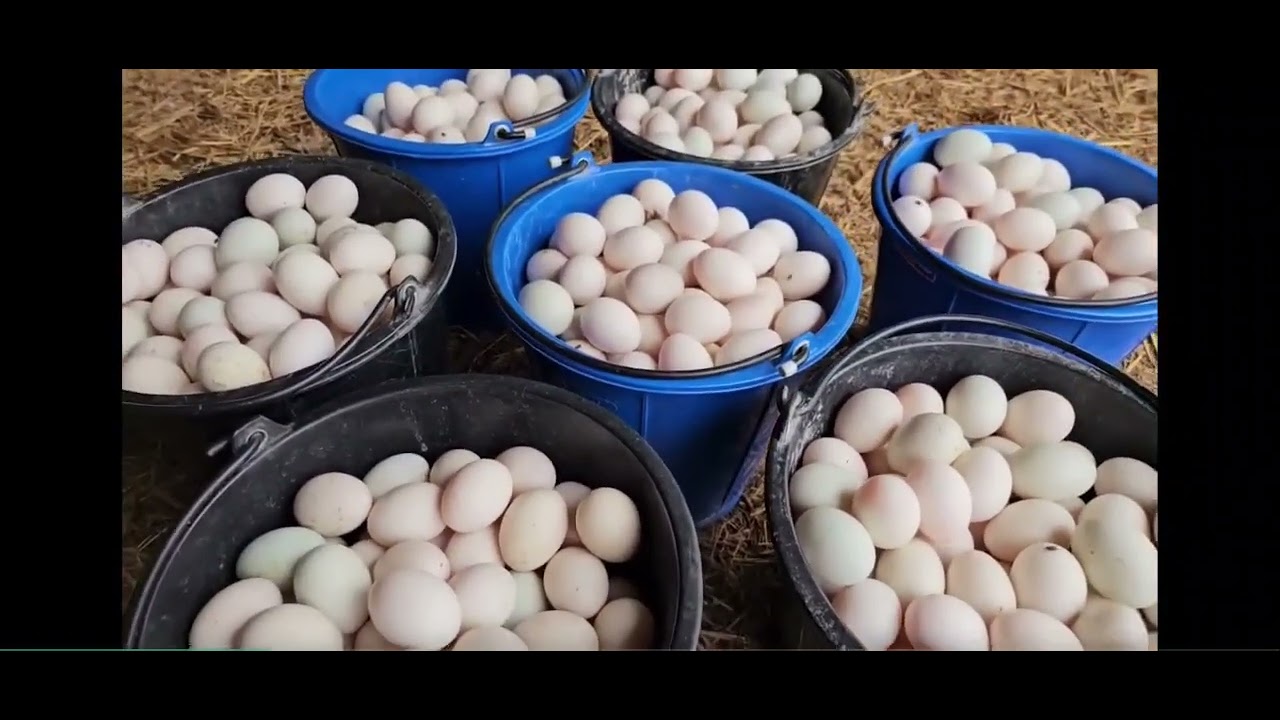 #เศรษฐีฟาร์มเป็ด#ขอบคุณช่องชาว สวนยุคใหม่#รับชมเพื่อเป็นช่องทาง