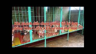 QUY TRÌNH CHỌN GIỐNG VÀ KÝ HỢP ĐỒNG TRẠI LIÊN KẾT / 0941729777