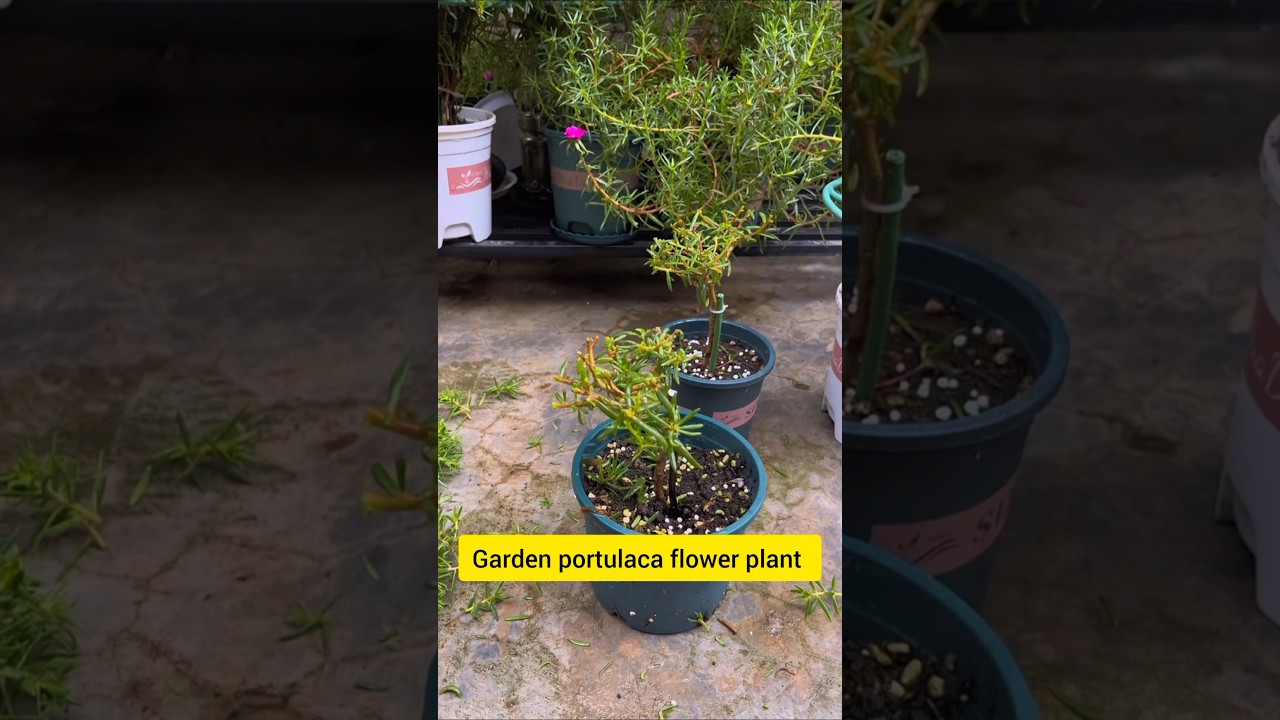 Portulaca flower plant and prune apply fertilizer, flower popular plant #shorts #viralvideo #plants
