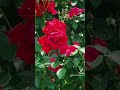 نجوى كرم لا تبكي ياورود الدار نجوى كرم لا تبكي ياورود الدار