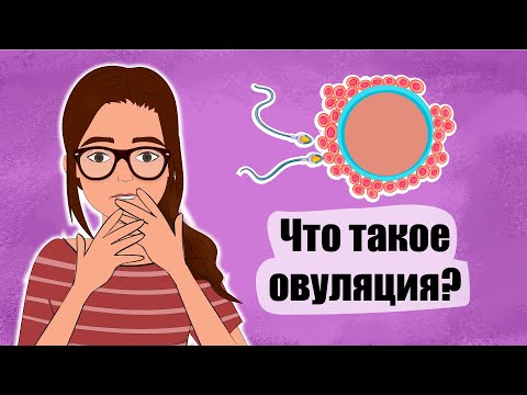 Что такое овуляция (и зачем она нужна) / Советы подружек