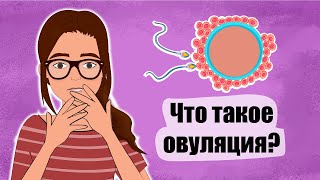 Что такое овуляция (и зачем она нужна) / Советы подружек