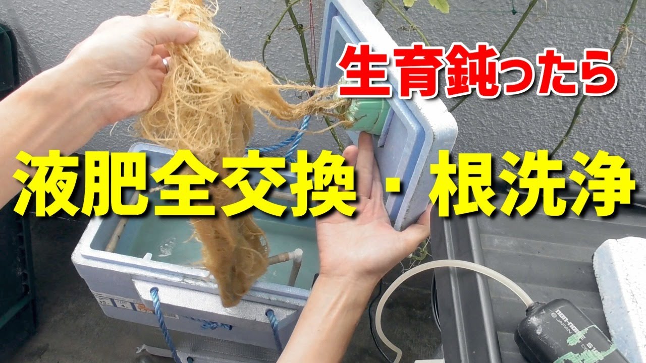 トラブル 液肥が超臭いので全交換 根洗浄をしました Youtube