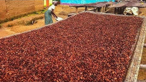 Drying Cocoa Beans// What you need to know about cocoa