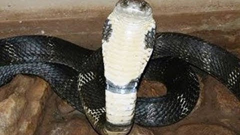 Người đàn ông bị rắn hổ mang chúa cắn tử vong