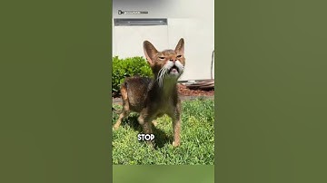 Deze 24-jarige opa-kat houdt nog steeds van het leven 😍