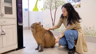 Patting the Capybara in Japan  Ani Touch | VLOG