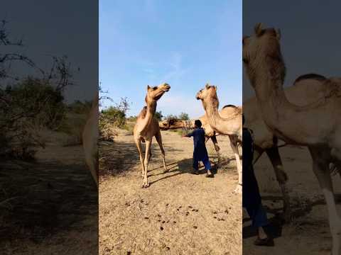 Видео: Dromedary е едногърба камила: описание на животните, местообитание