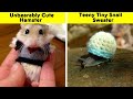 Tiny Animals In Tiny Sweaters That Will Make You Go Aww