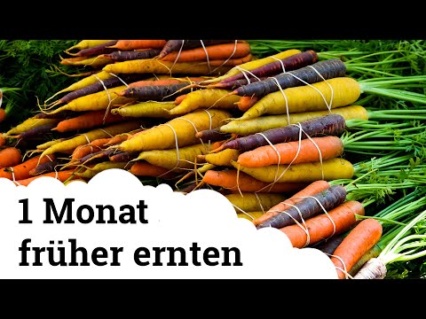 Video: 3 Möglichkeiten, Rübenblätter zu kochen