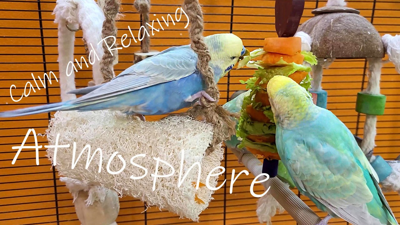 Budgie sounds: our birds create a calm and relaxing atmosphere for you and your pets