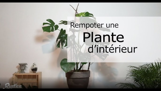 Beaucarnéa - Entretenir, Arroser, Rempoter avec Jaime-jardiner.com