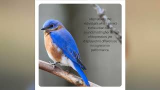Recent Study Finds Listening To Songbirds May Reduce Anxiety and Improve Mental Wellness.