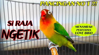 PANCINGAN LOVE BIRD NGETIK PANJANG NO 1 !!!