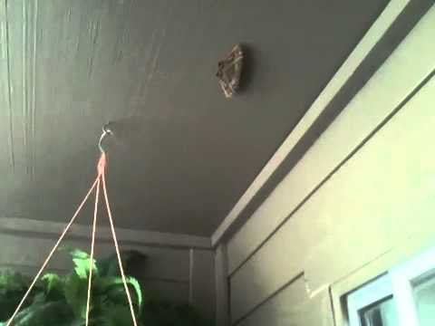 The biggest moth in TX !