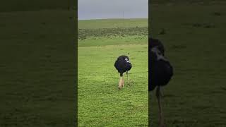 Relaxing Nature Sounds with an Ostrich in Its Natural Habitat #nature #ostrich #shorts #love #field