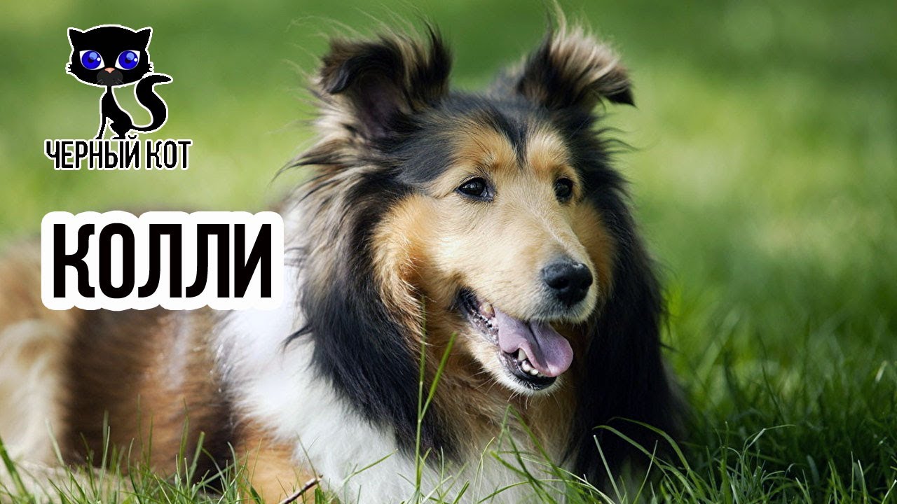 ✔ Колли - собака с роскошной шерстью и внешностью английских аристократов