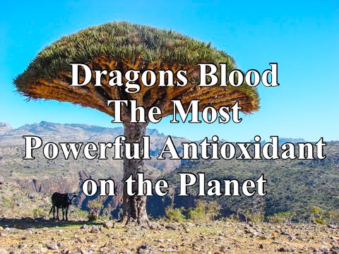 Dragons Blood, den højest vurderede antioxidant på planeten