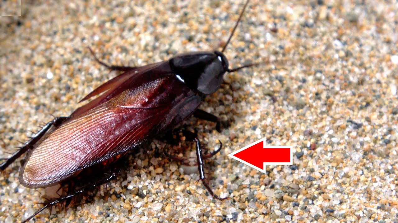 Kill house cockroaches by dropping them into the sand where
