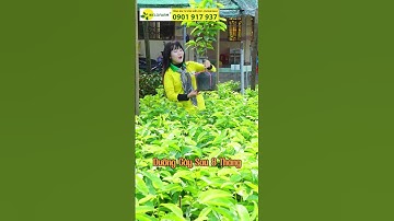 MÃNG CẦU XIÊM THÁI GHÉP GỐC BÌNH BÁT CHUẨN GIỐNG #welofarm