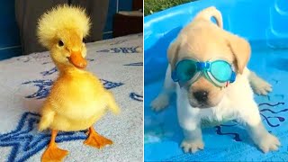 Funniest Animals 2024 😂 Best Funny Cats and Dogs 😻🐶 Part 11 | Cute Baby Dogs screenshot 2