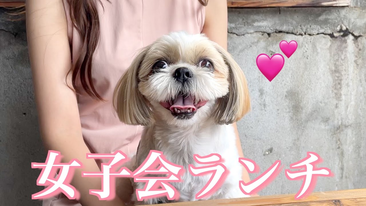【シーズー】お出かけが大好きなシーズーの女の子🐶