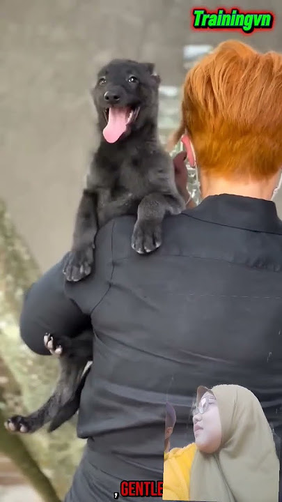 #malinoismonday #funny #k9master #puppy #pets #automobile #remix #dj #edm #music